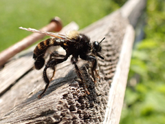 Laphria flava