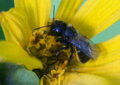 Osmia ribifloris