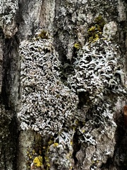 Physconia subpallida