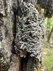 Physconia subpallida