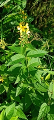 Lysimachia vulgaris