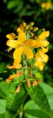 Lysimachia vulgaris