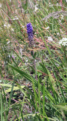 Veronica porphyriana