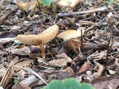 Agaricales