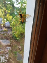 Opheltes glaucopterus