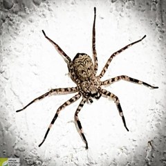 Selenops malinalxochitl