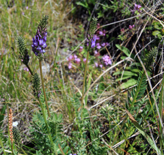 Astragalus austrosibiricus