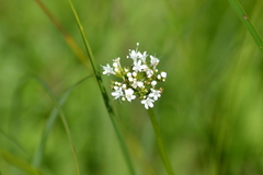 Valeriana uliginosa