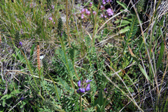Astragalus austrosibiricus