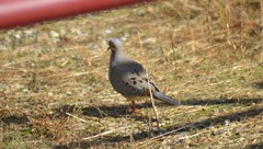 Zenaida macroura carolinensis