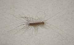 Scutigera coleoptrata