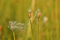 Trichophorum alpinum