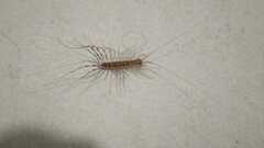 Scutigera coleoptrata