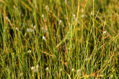 Trichophorum alpinum