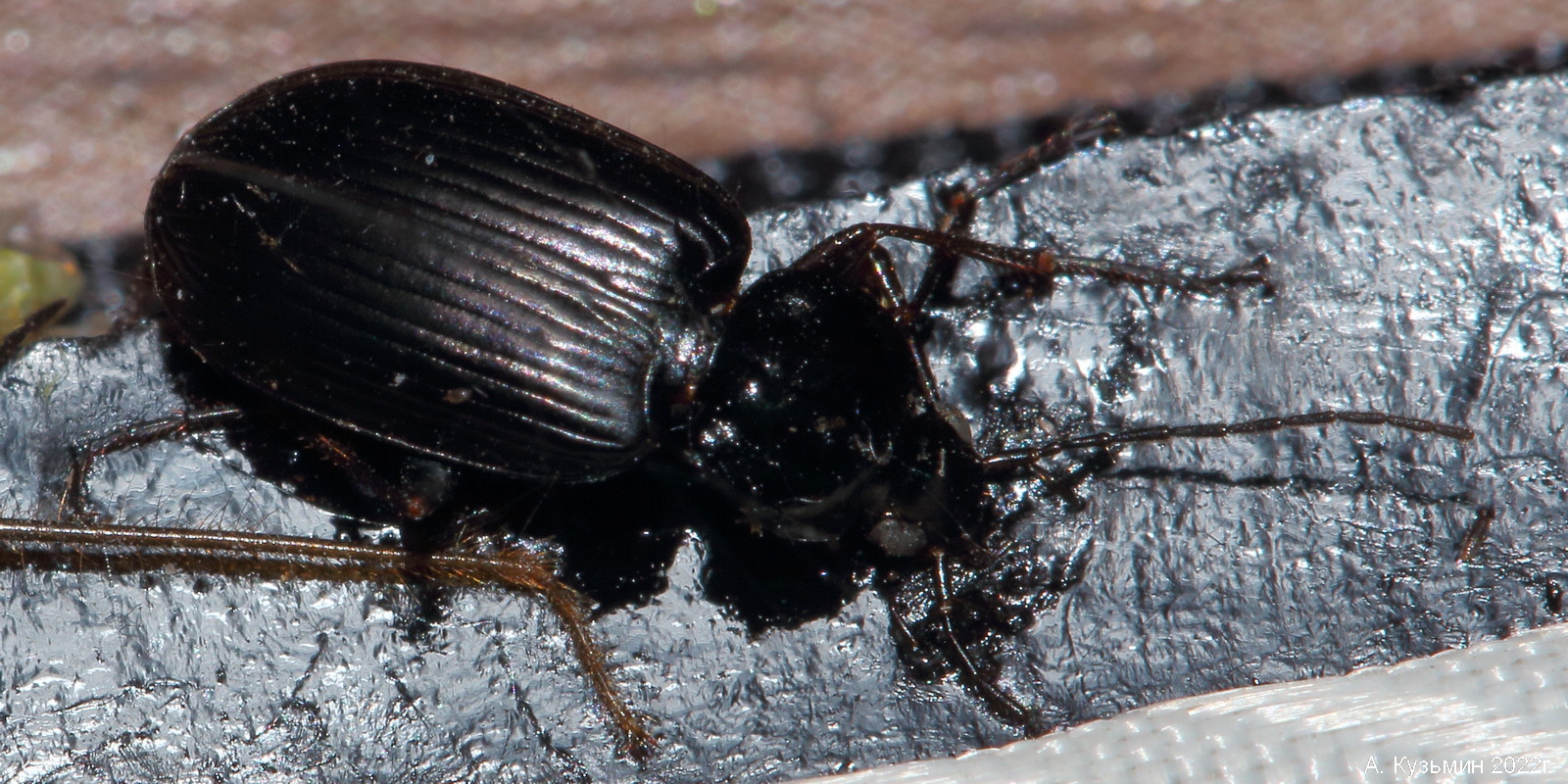 Жужелица рода Быстряки (Agonum)