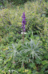 Aconitum leucostomum