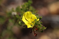 Hibbertia circumdans