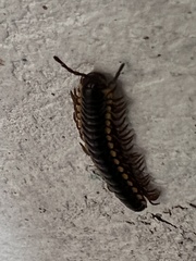 Anoplodesmus saussurii