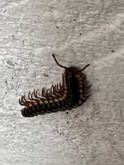 Anoplodesmus saussurii