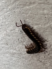 Anoplodesmus saussurii