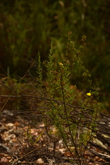 Hibbertia circumdans