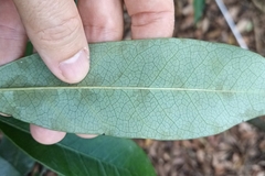 Daphniphyllum oldhami