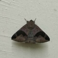 Bastilla joviana