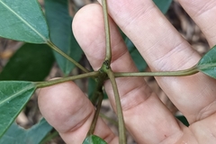 Daphniphyllum oldhami