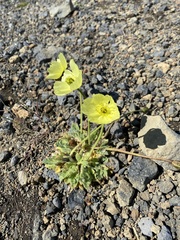 Papaver radicatum