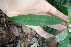 Helicia cochinchinensis