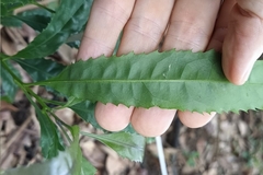 Helicia cochinchinensis