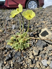 Papaver radicatum