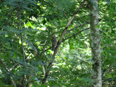Pheugopedius maculipectus