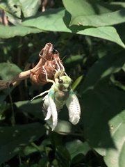 Hyalessa maculaticollis