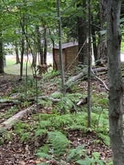 Odocoileus virginianus