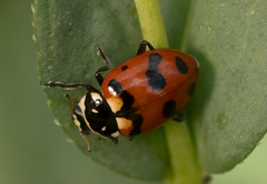 Hippodamia caseyi