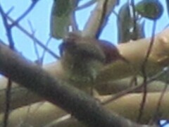 Myzomela sanguinolenta