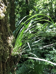 Haplopteris flexuosa