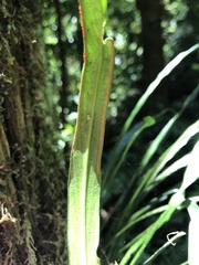 Haplopteris flexuosa