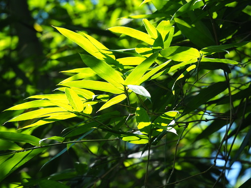 Beechey's Bamboo (Bambusa beecheyana)
