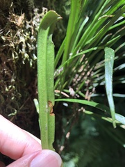 Haplopteris flexuosa