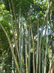 Bambusa beecheyana