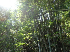 Bambusa beecheyana
