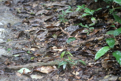 Bothrops oligobalius