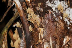 Phaeoclavulina ochracea