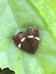 Alampla arcifraga