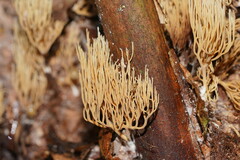 Phaeoclavulina ochracea