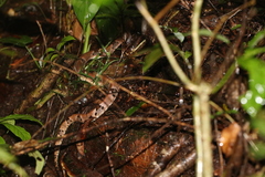 Bothrops oligobalius