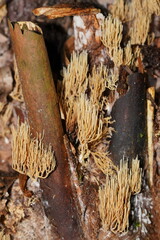Phaeoclavulina ochracea