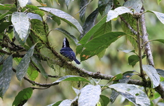 Machlolophus holsti